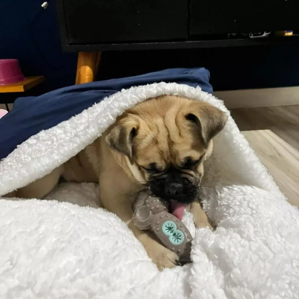 Cama Caminha Pet Com Saquinho De Dormir Canguru Cama Colchonete Fofinho Cães e Gatos Cama Caminha Pet Com Saquinho De Dormir Canguru Cama Colchonete Fofinho Cães e Gatos