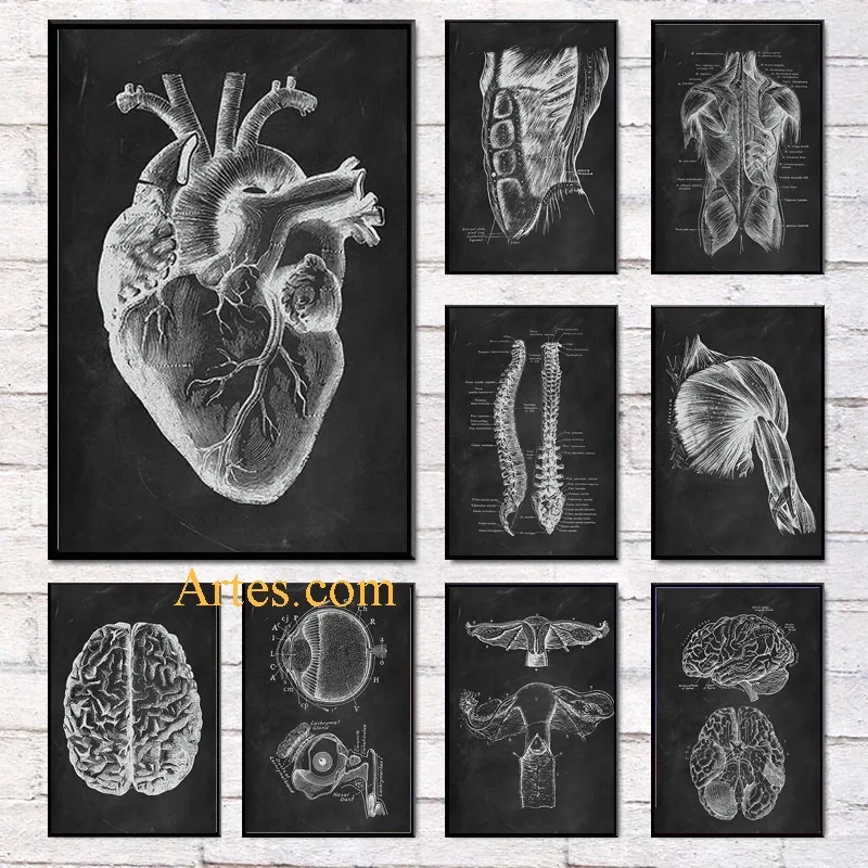 Quadro decorativo Anatomia humana 20x30 Quadro decorativo Anatomia humana 20x30