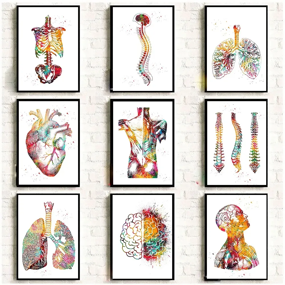Quadro decorativo anatomia humana músculos Conjunto de Quadros anatomia humana músculos Quadro decorativo anatomia humana músculos Conjunto de Quadros anatomia humana músculos
