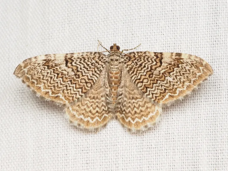 7 surprising facts about Alabama’s magnificent moths + how to protect them 7 surprising facts about Alabama’s magnificent moths + how to protect them