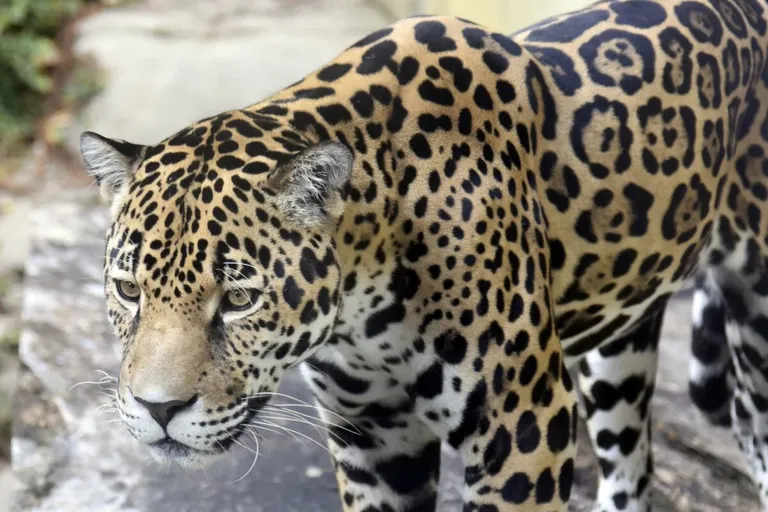 11-year-old jaguar Khan leaving the Birmingham Zoo next week 11-year-old jaguar Khan leaving the Birmingham Zoo next week