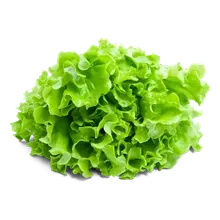 Salat Novita Salat Novita
