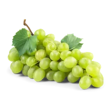 Trauben kernlos weiß Trauben kernlos weiß