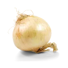 Zwiebel süß Zwiebel süß