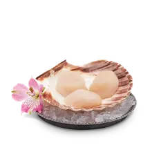 Scallops Scallops