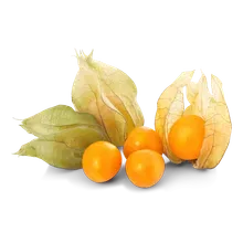 Physalis Physalis