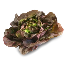 Kopfsalat rot Kopfsalat rot