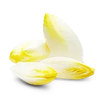 Chicorée, weiß Chicorée, weiß