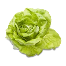 Kopfsalat Kopfsalat