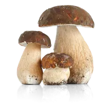 Steinpilze Steinpilze
