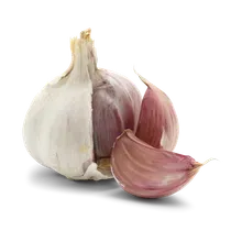 Knoblauch frisch Knoblauch frisch