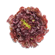Salat Eichblatt Salat Eichblatt