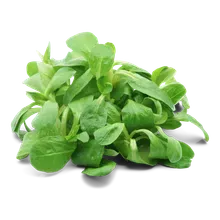 Feldsalat Feldsalat