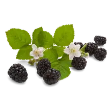 Brombeeren Brombeeren