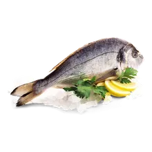 Dorade Royale Dorade Royale