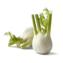 Fenchel Fenchel