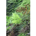 WildWoods: AGLOW – Fernbank Museum WildWoods: AGLOW – Fernbank Museum