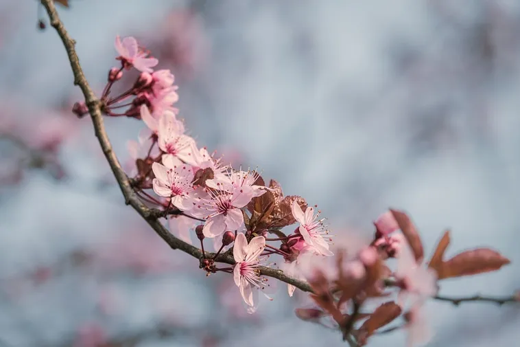 Enchanting Storybook Adventures – Atlanta Botanical Garden Enchanting Storybook Adventures – Atlanta Botanical Garden