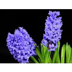 Orchid Elegance: A Showcase by the Atlanta Orchid Society – Atlanta Botanical Garden Orchid Elegance: A Showcase by the Atlanta Orchid Society – Atlanta Botanical Garden