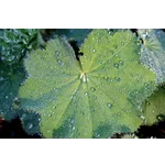 Frog Feeding Experience – Atlanta Botanical Garden Frog Feeding Experience – Atlanta Botanical Garden