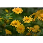 Frog Feeding Experience – Atlanta Botanical Garden Frog Feeding Experience – Atlanta Botanical Garden