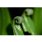 Morning Explorations: Nature Hikes – Fernbank Museum Morning Explorations: Nature Hikes – Fernbank Museum