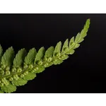 Exploring the Wonders of Science – Fernbank Museum Exploring the Wonders of Science – Fernbank Museum