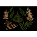 Discover the Wonders of the Sea: World of Shells at Fernbank Museum! Discover the Wonders of the Sea: World of Shells at Fernbank Museum!