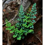 Wildflower Exploration – Fernbank Museum Wildflower Exploration – Fernbank Museum