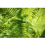 Explore the Wonders of Nature at Fernbank Forest | Fernbank Museum of Natural History Explore the Wonders of Nature at Fernbank Forest | Fernbank Museum of Natural History