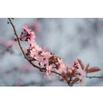 Enchanting Storybook Adventures – Atlanta Botanical Garden Enchanting Storybook Adventures – Atlanta Botanical Garden