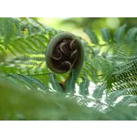 Morning Treks in Nature – Fernbank Museum Morning Treks in Nature – Fernbank Museum