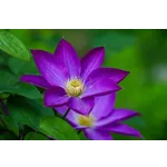 Garden Discovery Tours – Atlanta Botanical Garden Garden Discovery Tours – Atlanta Botanical Garden
