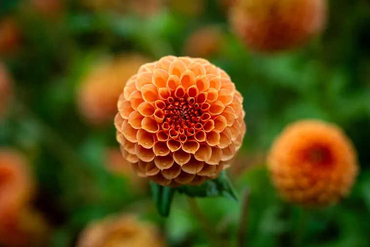 Discover the Beauty: Drop-In Garden Tours – Atlanta Botanical Garden Discover the Beauty: Drop-In Garden Tours – Atlanta Botanical Garden