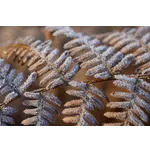 Wildlife Wonders: Live Animal Encounter – Fernbank Museum Wildlife Wonders: Live Animal Encounter – Fernbank Museum