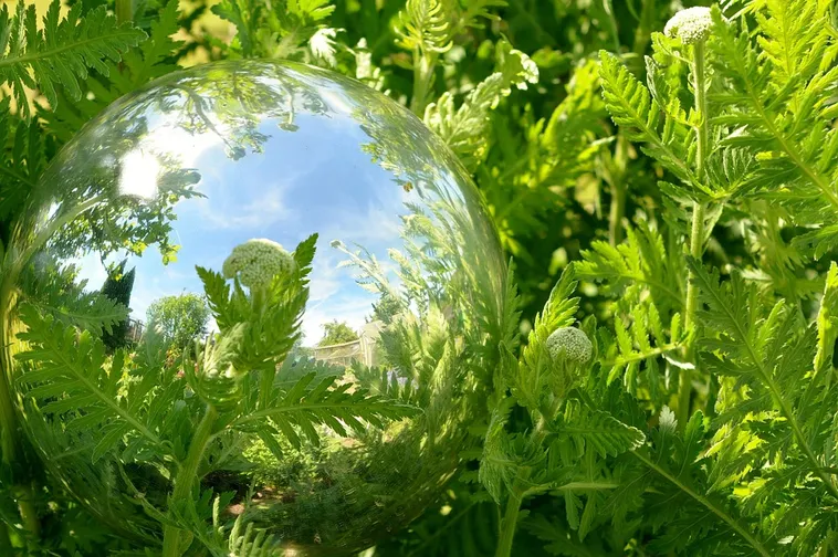 WildWoods: AGLOW – Fernbank Museum WildWoods: AGLOW – Fernbank Museum