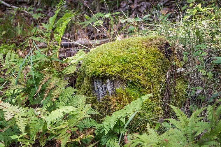 Wildlife Connection: A Live Animal Encounter – Fernbank Museum Wildlife Connection: A Live Animal Encounter – Fernbank Museum