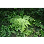 WildWoods: AGLOW – Fernbank Museum WildWoods: AGLOW – Fernbank Museum