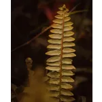 Crafted in Clay: Discover the Wonders at Fernbank Museum! Crafted in Clay: Discover the Wonders at Fernbank Museum!