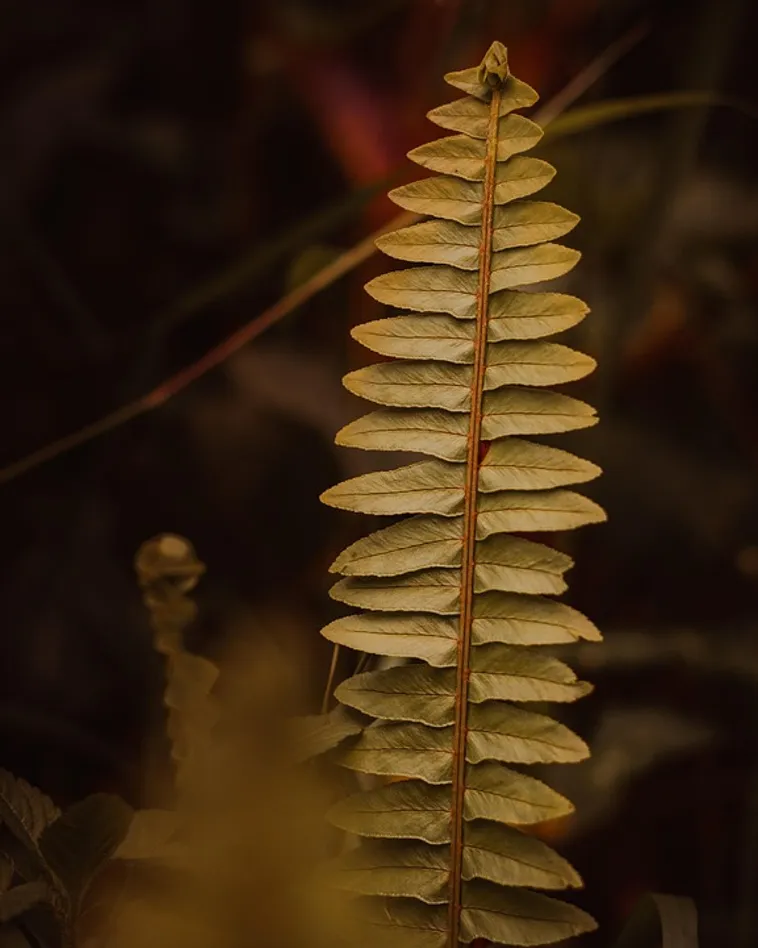 Crafted in Clay: Discover the Wonders at Fernbank Museum! Crafted in Clay: Discover the Wonders at Fernbank Museum!