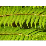 Sensory Exploration Morning – Fernbank Museum Sensory Exploration Morning – Fernbank Museum