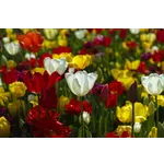 Storybook Time Adventure – Atlanta Botanical Garden Storybook Time Adventure – Atlanta Botanical Garden