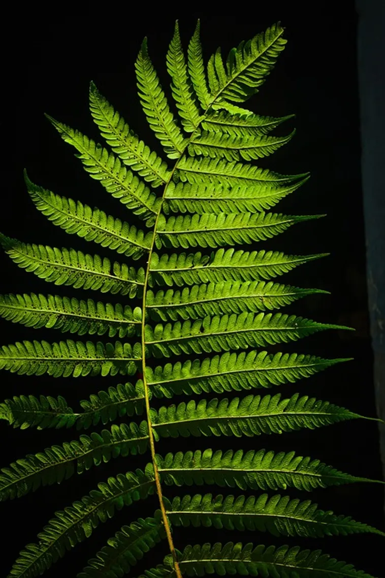 Clay Creations Unveiled: Discover the Wonders of Fernbank Museum! Clay Creations Unveiled: Discover the Wonders of Fernbank Museum!