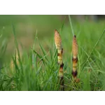 Discover the Wonders of WildWoods at Fernbank Museum of Natural History! Discover the Wonders of WildWoods at Fernbank Museum of Natural History!