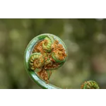 WildWoods: AGLOW – Fernbank Museum WildWoods: AGLOW – Fernbank Museum