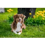Guided Garden Tours – Atlanta Botanical Garden Guided Garden Tours – Atlanta Botanical Garden
