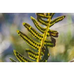 Explore the Mesozoic Marvels at Fernbank: Giants of the Past Await! Explore the Mesozoic Marvels at Fernbank: Giants of the Past Await!