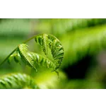 Discover Nature: Meet a Ranger – Fernbank Museum Discover Nature: Meet a Ranger – Fernbank Museum