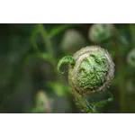 WildWoods: AGLOW – Fernbank Museum WildWoods: AGLOW – Fernbank Museum