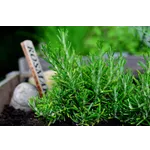 ArtsXchange: Southeast Community Cultural Center – Atlanta Botanical Garden ArtsXchange: Southeast Community Cultural Center – Atlanta Botanical Garden